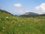26. Zelengora